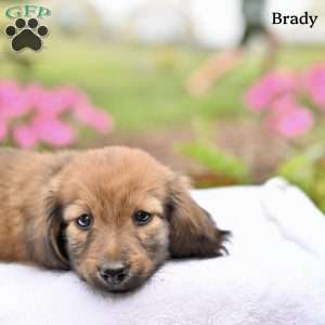 Brady, Dachshund Puppy