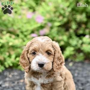 Lilah, Cockapoo Puppy