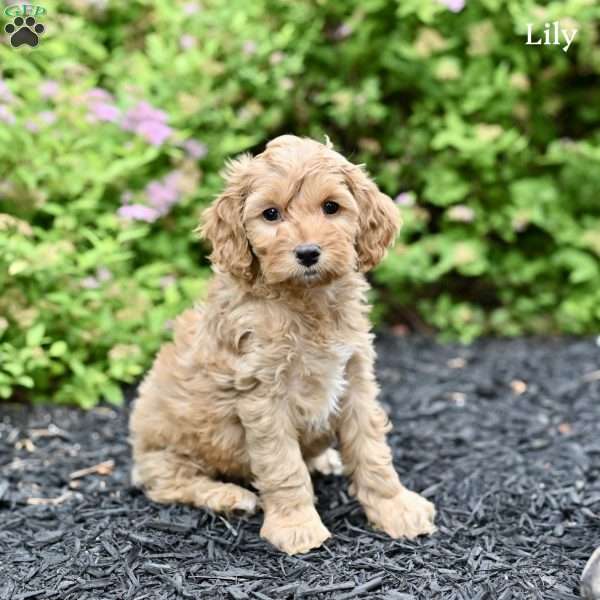Lily, Cockapoo Puppy