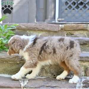 Fluffy, Australian Shepherd Puppy