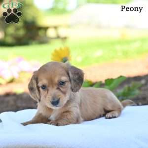 Peony, Dachshund Puppy