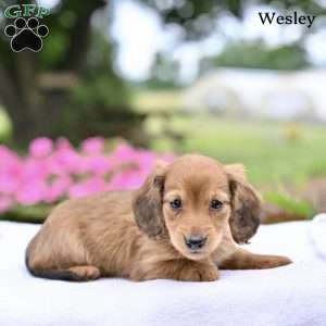 Wesley, Dachshund Puppy