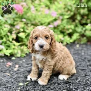 Lilah, Cockapoo Puppy