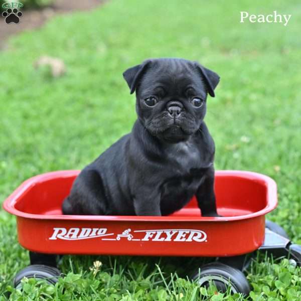 Peachy, Pug Puppy