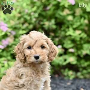 Lily, Cockapoo Puppy