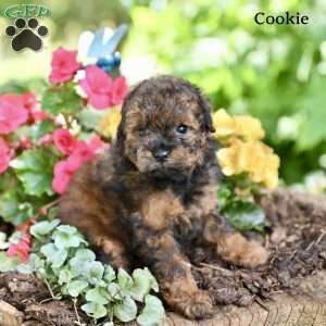 Cookie, Miniature Poodle Puppy