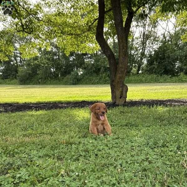 Dasiy, Fox Red Labrador Retriever Puppy