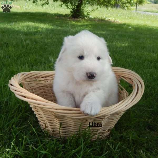 Libra, Great Pyrenees Puppy