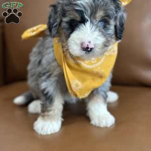 Dobby, Mini Bernedoodle Puppy