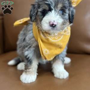 Dobby, Mini Bernedoodle Puppy