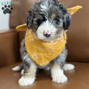 Dobby, Mini Bernedoodle Puppy