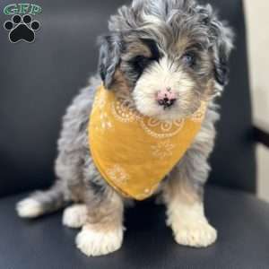 Dobby, Mini Bernedoodle Puppy