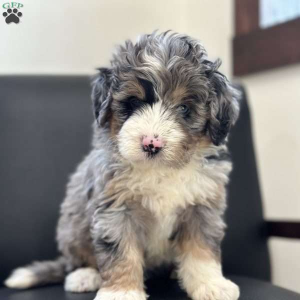 Dobby, Mini Bernedoodle Puppy