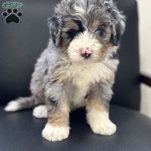 Dobby, Mini Bernedoodle Puppy