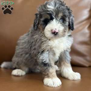 Dobby, Mini Bernedoodle Puppy