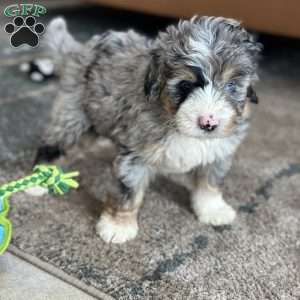 Dobby, Mini Bernedoodle Puppy