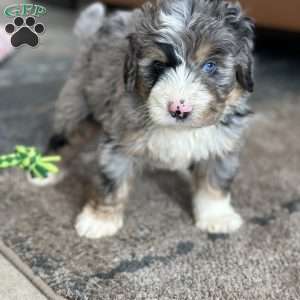 Dobby, Mini Bernedoodle Puppy