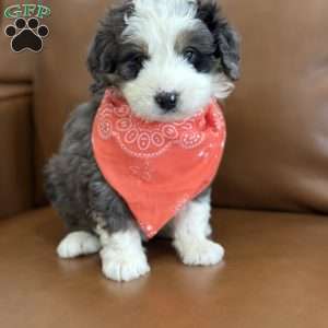 Draco, Mini Bernedoodle Puppy