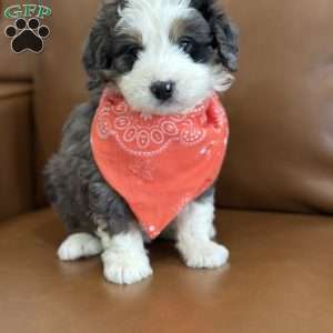 Draco, Mini Bernedoodle Puppy