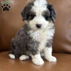 Draco, Mini Bernedoodle Puppy