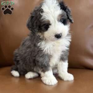 Draco, Mini Bernedoodle Puppy