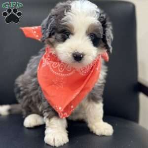Draco, Mini Bernedoodle Puppy