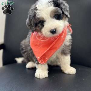 Draco, Mini Bernedoodle Puppy
