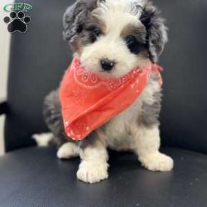 Draco, Mini Bernedoodle Puppy