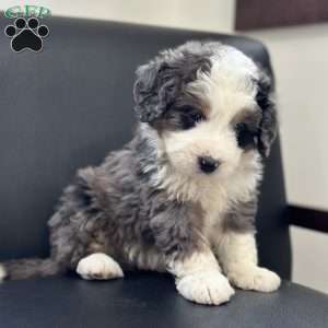Draco, Mini Bernedoodle Puppy