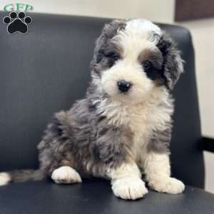 Draco, Mini Bernedoodle Puppy