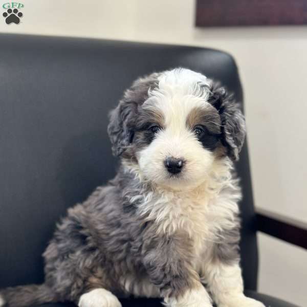 Draco, Mini Bernedoodle Puppy