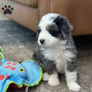 Draco, Mini Bernedoodle Puppy