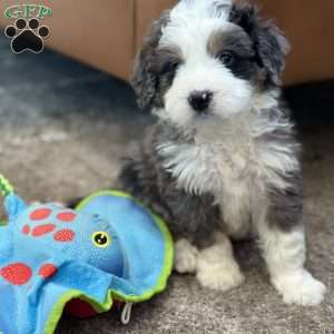 Draco, Mini Bernedoodle Puppy