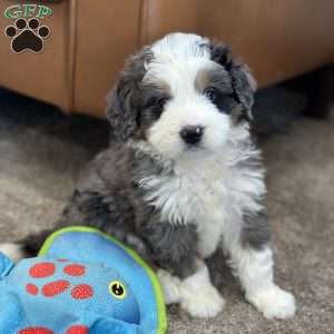 Draco, Mini Bernedoodle Puppy