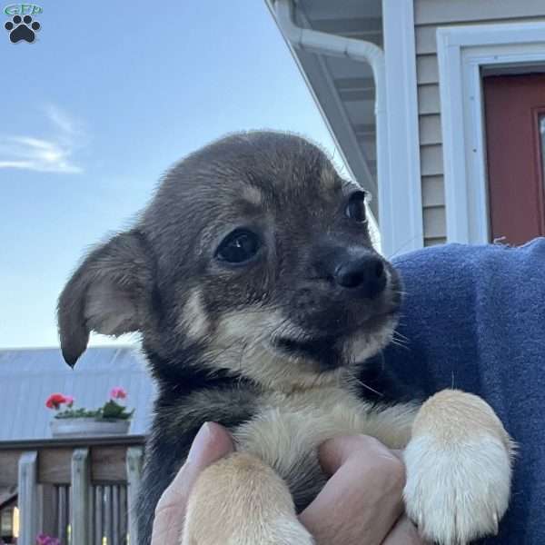 Tyler, Rat Terrier Puppy
