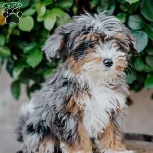Gina, Mini Bernedoodle Puppy