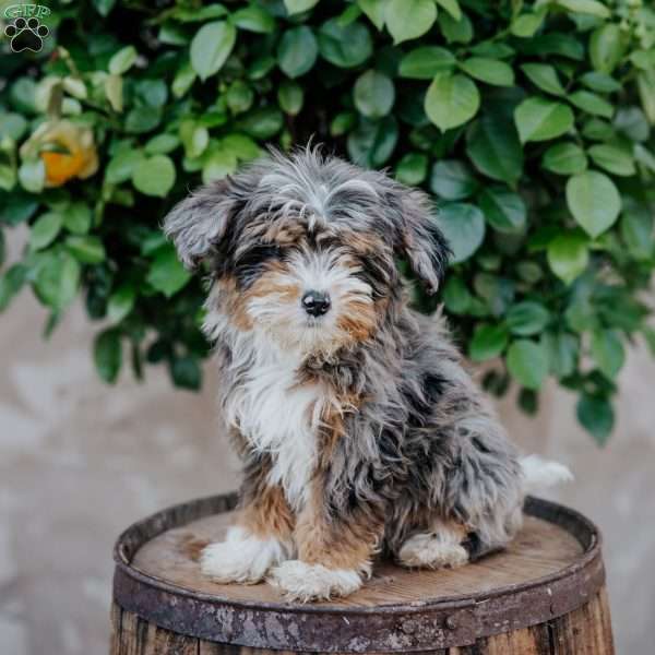Gina, Mini Bernedoodle Puppy