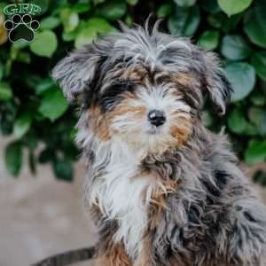Gina, Mini Bernedoodle Puppy