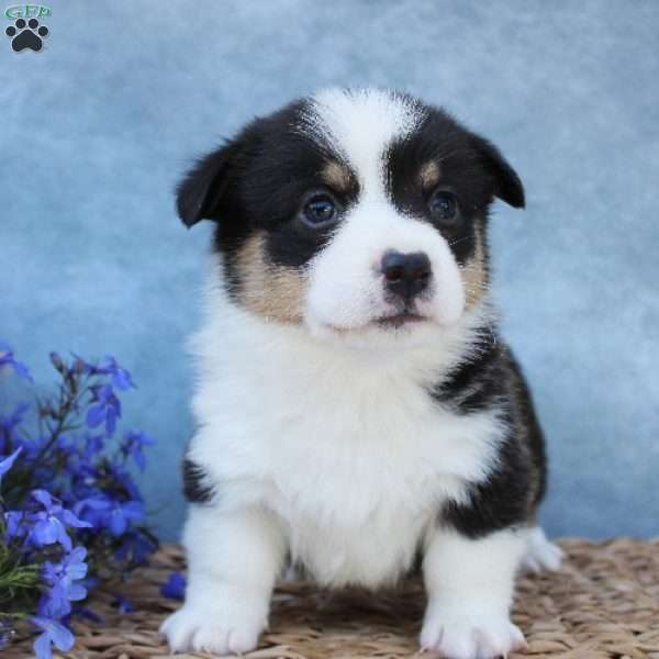 Gizmo, Pembroke Welsh Corgi Puppy
