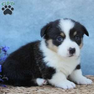 Gizmo, Pembroke Welsh Corgi Puppy