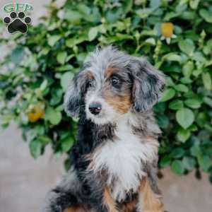Glen, Mini Bernedoodle Puppy