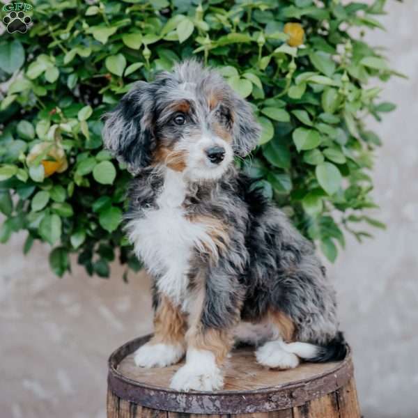 Glen, Mini Bernedoodle Puppy