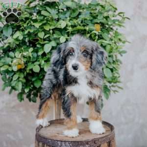 Glen, Mini Bernedoodle Puppy