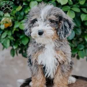 Glen, Mini Bernedoodle Puppy