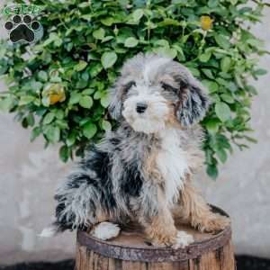 Glen, Mini Bernedoodle Puppy