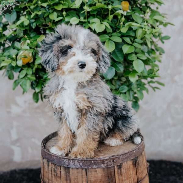 Glen, Mini Bernedoodle Puppy