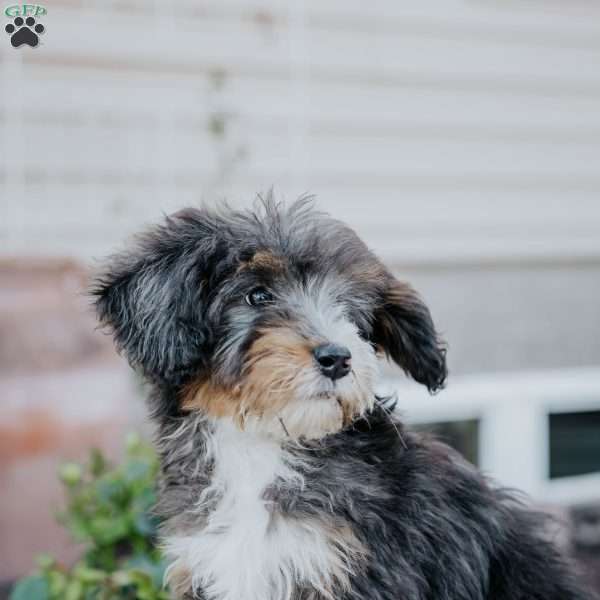 Grant, Mini Bernedoodle Puppy