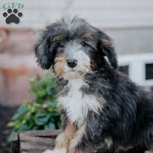 Grant, Mini Bernedoodle Puppy