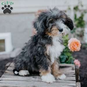 Grant, Mini Bernedoodle Puppy