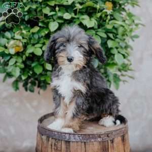 Grant, Mini Bernedoodle Puppy